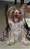 8-10 Yorkies Pictures/Comments-little-dude.jpg