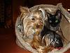 Does Your Yorkie Like Cats?-dsc01275copy.jpg