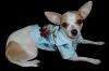 ref best shop for dog clothes-web-blue-shirt-tink.jpg