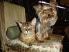 Does Your Yorkie Like Cats?-dsc01344copy2.jpg