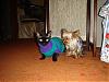 Does Your Yorkie Like Cats?-dsc01371copy2.jpg
