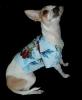 ref best shop for dog clothes-web-hawaiian-tink.jpg