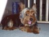 Funny Yorkie Pictures-funny-1.jpg