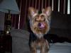 Funny Yorkie Pictures-funny-2.jpg