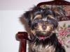 Funny Yorkie Pictures-funny3.jpg