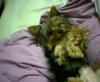 Baby Pic V.S. Most Recent Pic: Post Your Yorkie's Pic!! :D-7.jpg