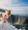 Post your Yorkie in the Snow Pictures Here!-24137177137_881912.jpg