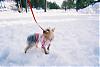 Post your Yorkie in the Snow Pictures Here!-fh000013.jpg