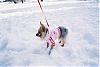 Post your Yorkie in the Snow Pictures Here!-fh000014.jpg