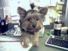 Baby Pic V.S. Most Recent Pic: Post Your Yorkie's Pic!! :D-cecilia_1.jpg