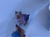 Post your Yorkie in the Snow Pictures Here!-blizzard-1.jpg