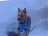 Post your Yorkie in the Snow Pictures Here!-blizzard-2.jpg