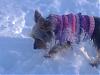 Post your Yorkie in the Snow Pictures Here!-blizzard-5.jpg