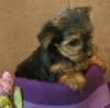 Baby Pic V.S. Most Recent Pic: Post Your Yorkie's Pic!! :D-babycecilia.jpg