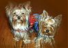 Yorkie Eye Colors-im002268novar.jpg