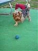 pics of 10 pound yorkies or over-cimg4314.jpg