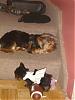 pics of 10 pound yorkies or over-lulu-bossing-lex-around.jpg