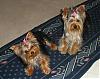 Maggie and kizzy, a few new pics-2007_mnk72.jpg