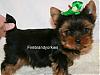 I'm getting a little boy!-sm-yorkie-new.jpg