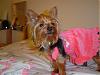 BY request: Coco as a pup and now!-348-3b872-3c7-7ffp33-3b-3enu-3d3258-3e679-3e987-3ewsnrcg-3d32336-3b858-3b5-3a-3anu0mrj.jpg