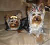 A question about my dogs coats-2007_resized-1.jpg