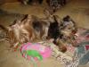 Bentley & Bitsy's Pups PICS 12 weeks old!!!-bitsybailey2.jpg