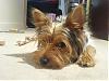 Chinese Yorkie-chinesedog2.jpg