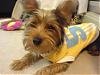 Chinese Yorkie-sportsdog.jpg