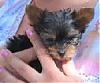 New Yorkie Owner! Need Tips Please!-mary-2.jpg