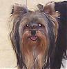 The UNofficial YorkieTalk Look-Alike Contest-cassie-12-01-061.jpg