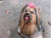 The UNofficial YorkieTalk Look-Alike Contest-img_1492.jpg