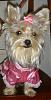 The UNofficial YorkieTalk Look-Alike Contest-picture-1359.jpg