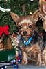 The UNofficial YorkieTalk Look-Alike Contest-mic.jpg