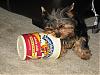 can yorkies eat yogurt-yummy-yogurt.jpg