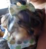 Romeo's New Vacation Wardrobe!!-dsc00309_00.jpg