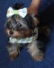 Romeo's New Vacation Wardrobe!!-dsc00311_00.jpg