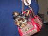 Show off your purse pics!!!!-100_1033.jpg