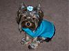 The UNofficial YorkieTalk Look-Alike Contest-bluepia.jpg