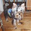 The UNofficial YorkieTalk Look-Alike Contest-jackson_jan.jpg