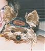 The UNofficial YorkieTalk Look-Alike Contest-old-mojo6.jpg
