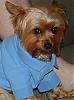 The UNofficial YorkieTalk Look-Alike Contest-picture-047.jpg