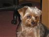 The UNofficial YorkieTalk Look-Alike Contest-tucker-007.jpg