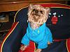 The UNofficial YorkieTalk Look-Alike Contest-yoda_polo1.sized.jpg