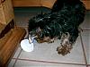 can yorkies eat yogurt-cimg1374.jpg