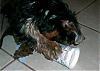 can yorkies eat yogurt-cimg1383.jpg