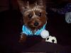 The UNofficial YorkieTalk Look-Alike Contest-1.jpg
