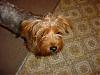 Bob the Lost/Found yorkie-ppik66ts.jpg