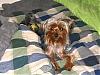 The UNofficial YorkieTalk Look-Alike Contest-img_1501.jpg