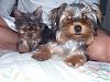 The UNofficial YorkieTalk Look-Alike Contest-jumu.jpg