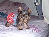 The UNofficial YorkieTalk Look-Alike Contest-jktuktu.jpg